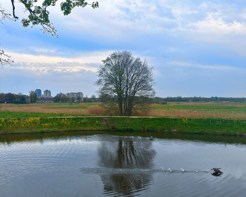 Uitzicht over het Bossche Broek met een grote boom in het midden vanaf Bastion Oranje langs de stadsmuur van Den Bosch